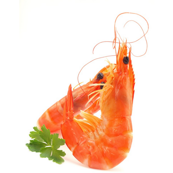 Shrimps with Head